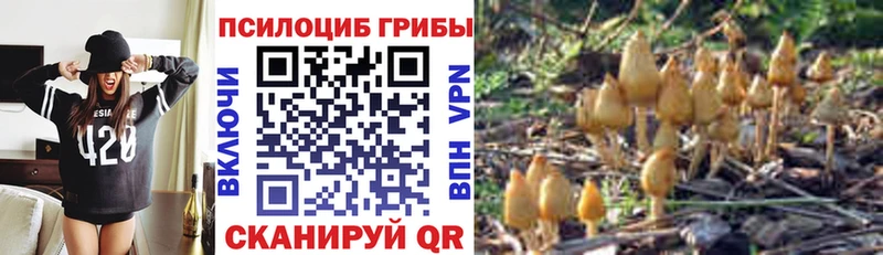 Купить  Магадан  Псилоцибиновые грибы Psilocybine cubensis 